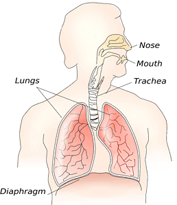 funcionamiento de la respiracion diafragmática